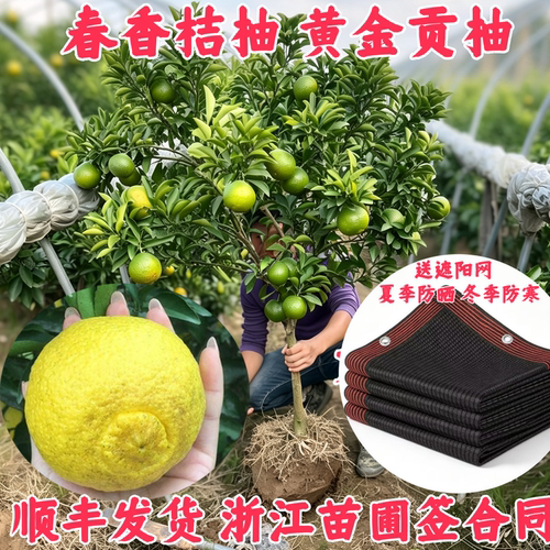 顺丰快递春香桔柚黄金贡柚嫁接苗