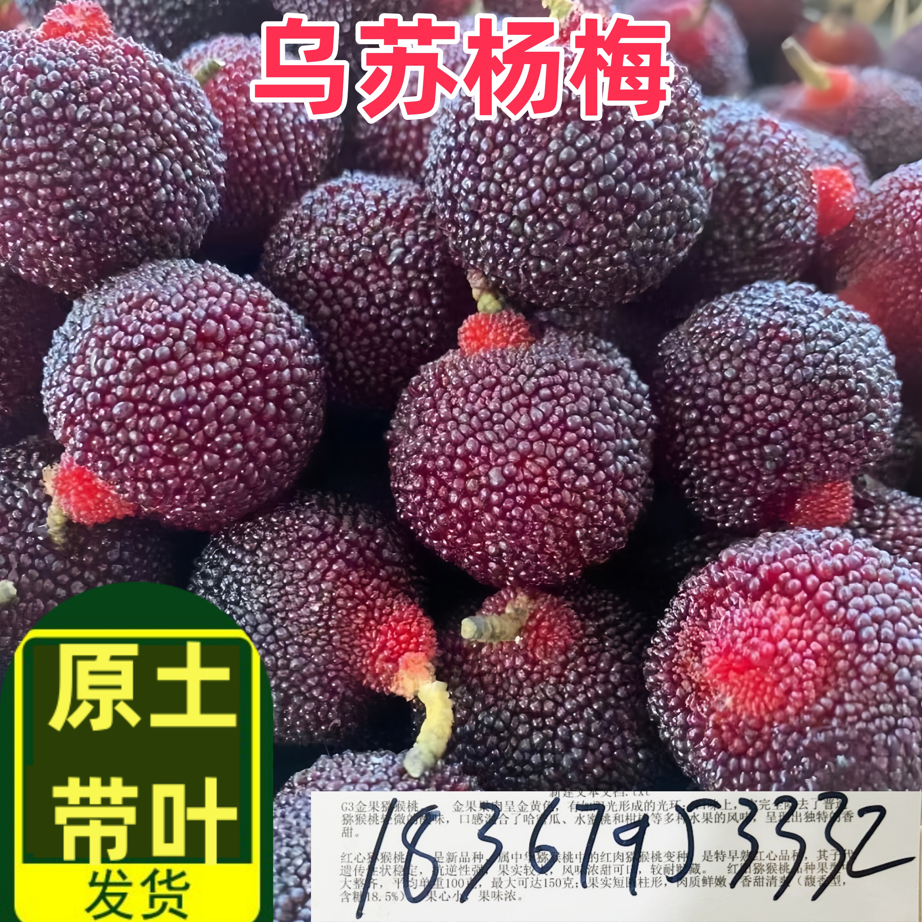 乌苏大杨梅树苗带土东魁水果