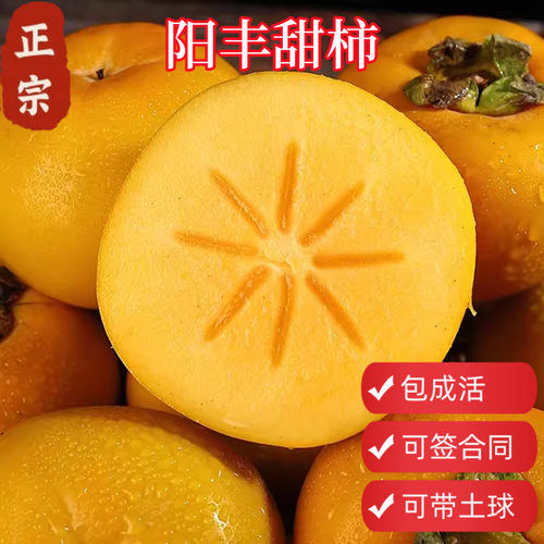 顺丰包邮阳丰脆甜柿子树原土原杯