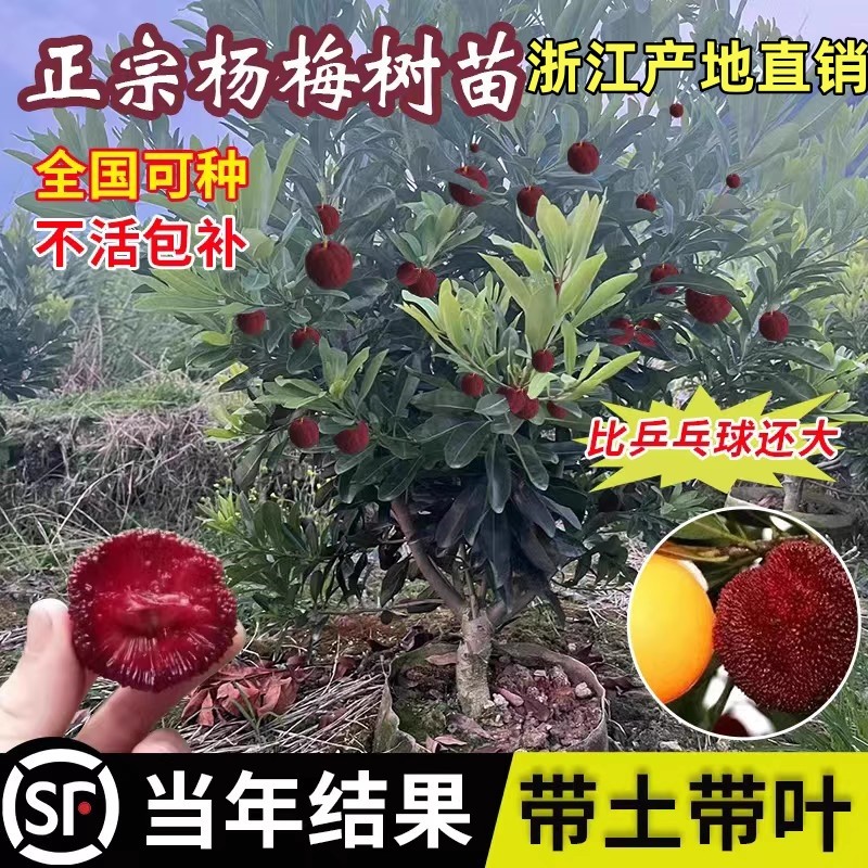 正宗嫁接浙江仙居东魁杨梅树树苗大果特大水果树果苗南方种植盆栽