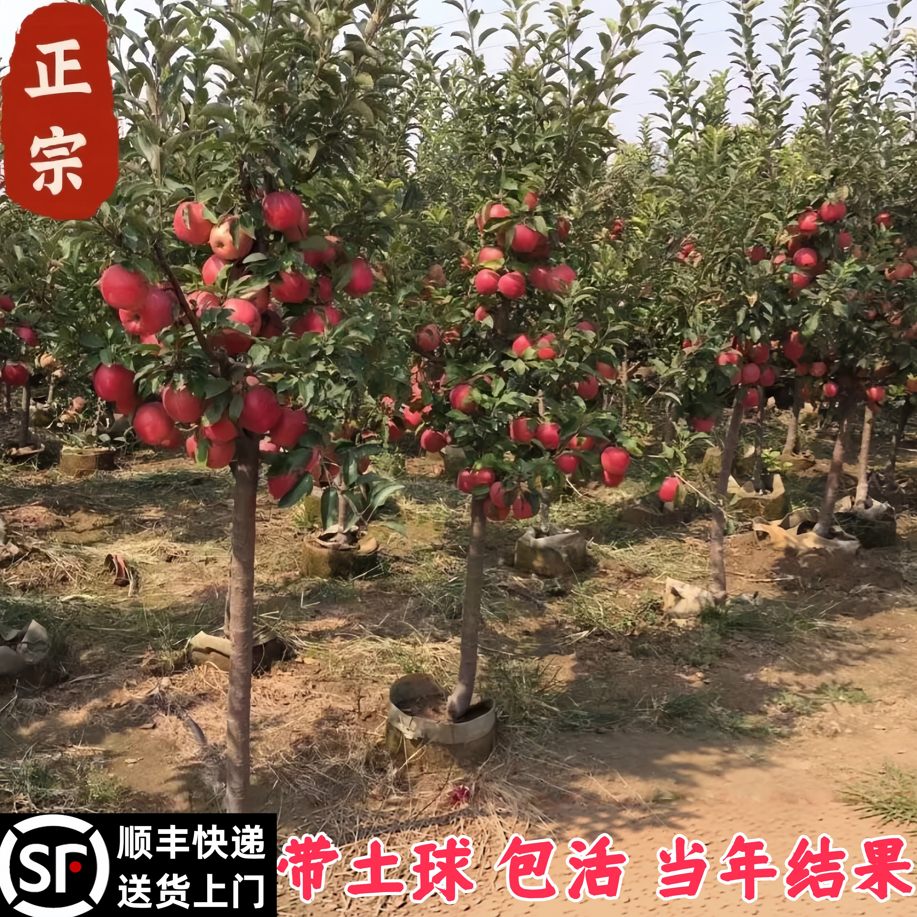 苹果树带土球包活当年结果图片