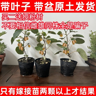 红心猕猴桃树果苗非公母同株水果树苗软枣南北方种植盆栽当年结果
