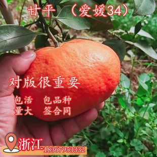 爱媛34号甘平柑橘苗水果树苗果苗桔子橘子盆栽当年结果南方种植