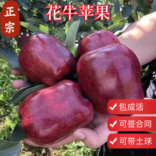 顺丰包邮花牛苹果树带土球