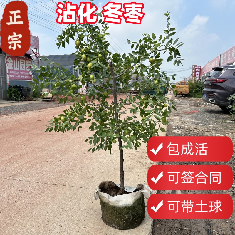 嫁接枣树苗活苗带土球二代冬枣子特大水果树果苗盆栽大全南北方种