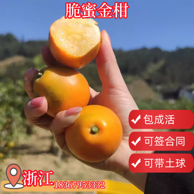 林科院直销脆蜜金柑苗带果发货