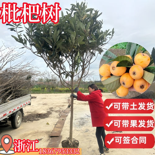 枇杷树原盆原土当年结果