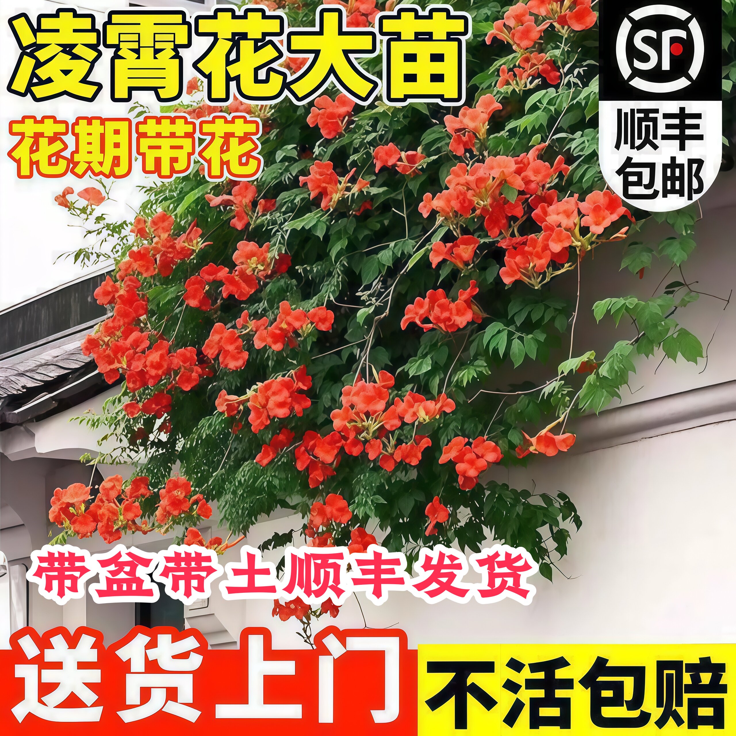 顺丰包邮凌霄花苗爬藤带土球图片