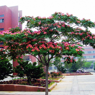 合欢树苗绒花树苗芙蓉花树苗盆栽南北方大型绿工程庭院风景绿化苗