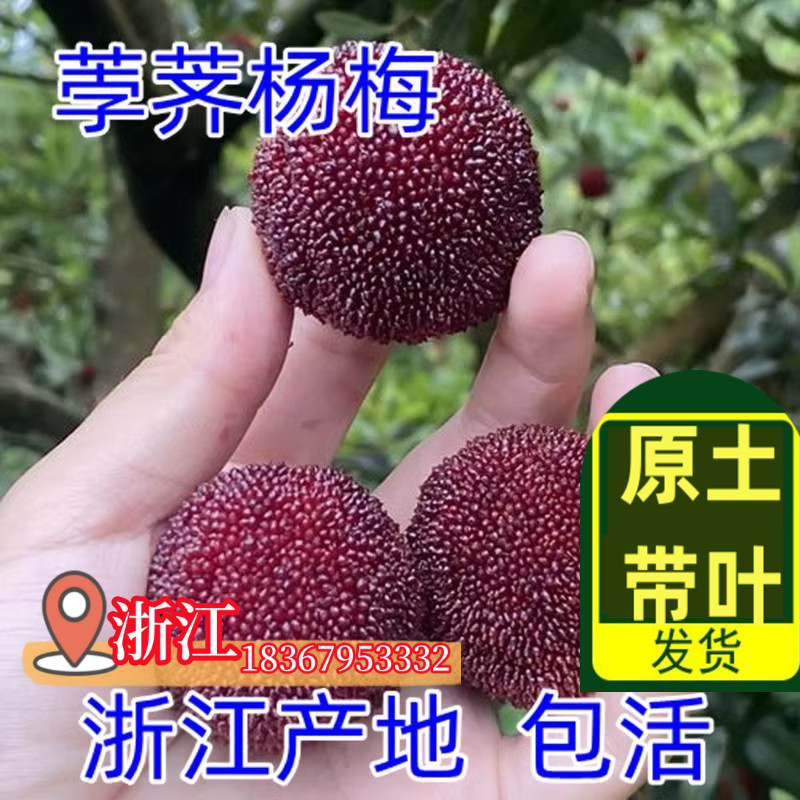 荸荠大杨梅树苗带土东魁水果图片