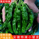 特辣辣椒新鲜青辣椒薄皮超辣小皱皮农家自种蔬菜炒辣子鸡现摘现发