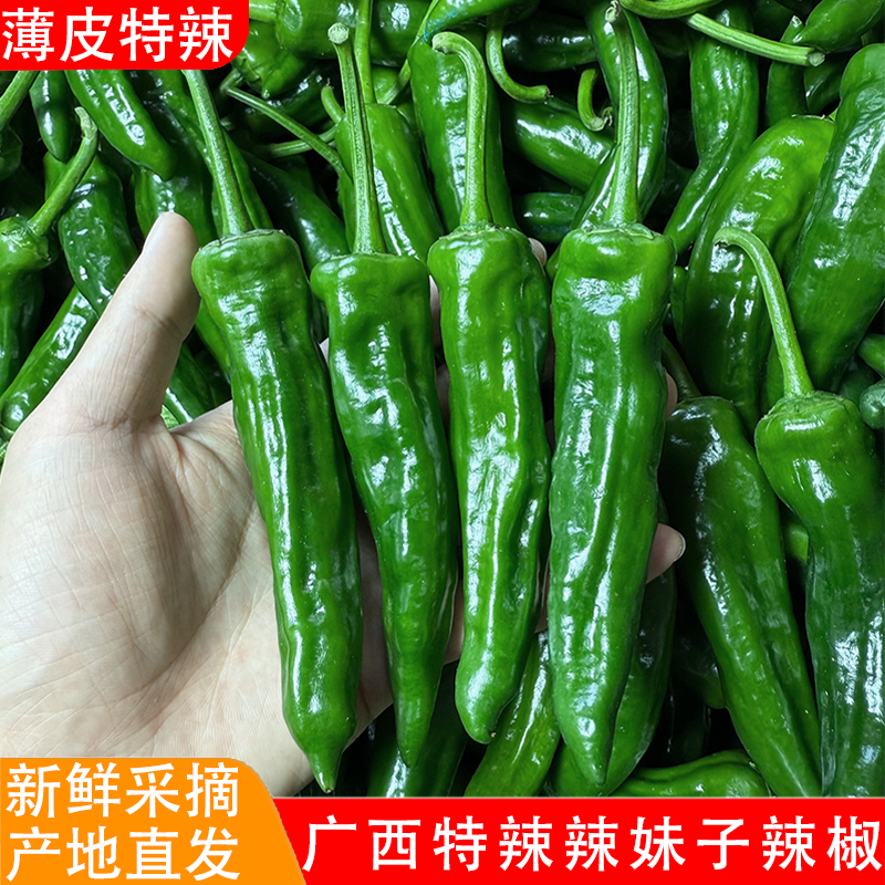 特辣辣妹子辣椒新鲜薄皮青椒农家自种应季蔬菜皮薄肉脆产地直发