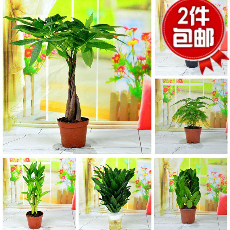 发财树盆栽富贵竹粉掌人参榕金钱树鸿运当头文竹室内绿植盆栽