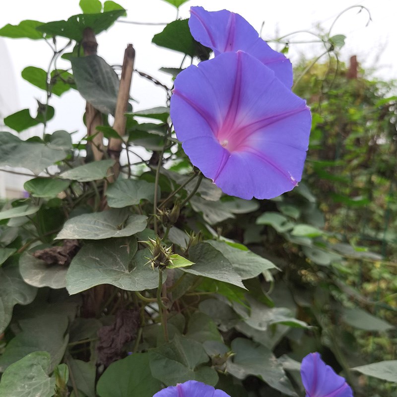 金叶子大花牵牛爬藤巨型爆花南北方耐寒耐热宿根拱门庭院好种易活