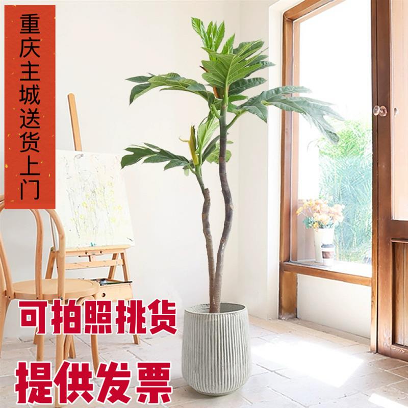面包树盆栽客厅绿植落地好养真树办公室网红轻奢花卉室内大型植物