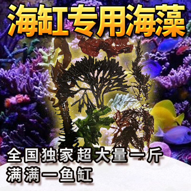 海缸造景鱼缸海藻海草红绿葡萄藻红千层火焰羽毛钢丝鹿角石莼包邮