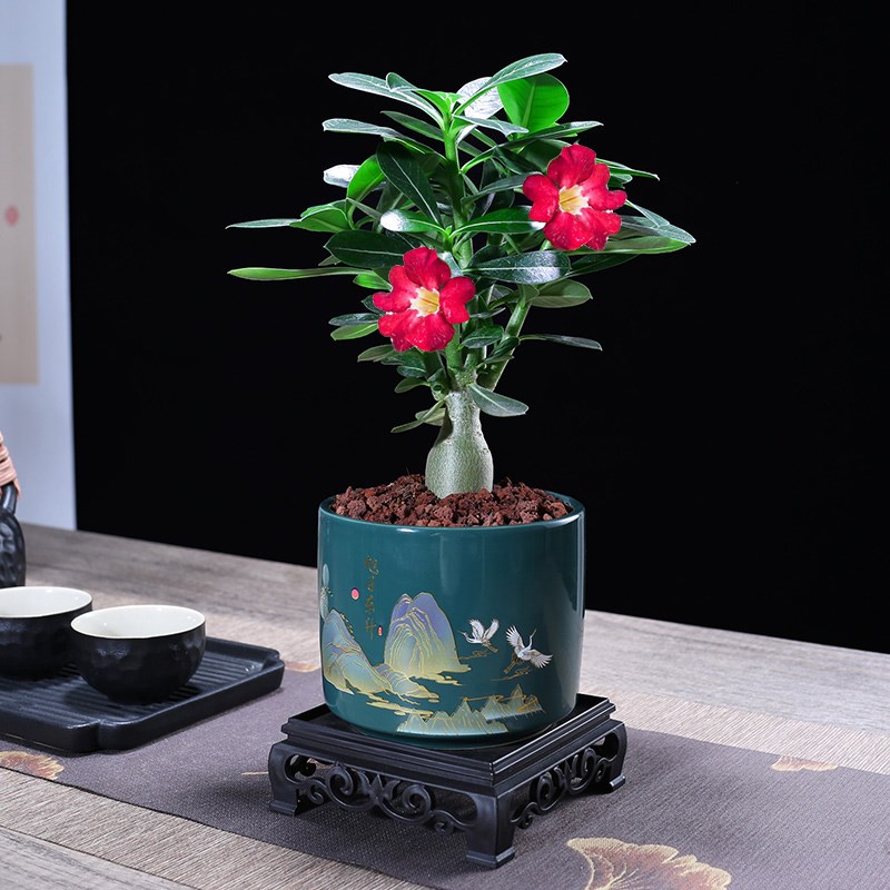 沙漠玫瑰迷你盆栽四季好养活办公室桌面窗台小绿植室内客厅植物