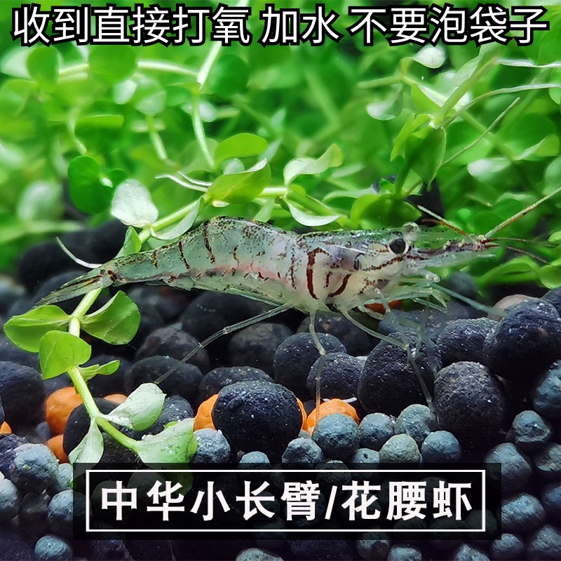 黑壳虾除藻虾花腰虾草缸清洁除藻工具虾观赏米虾活饲料虾淡水造景