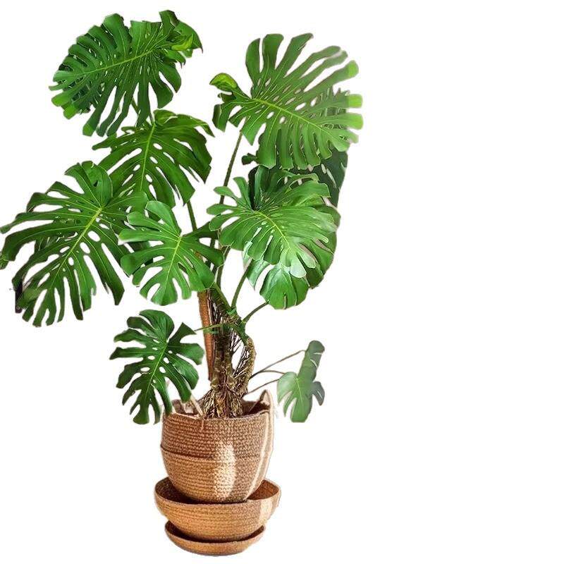 大叶老桩龟背竹室内大盆栽植物客厅电视柜旁边大型绿植花卉盆栽