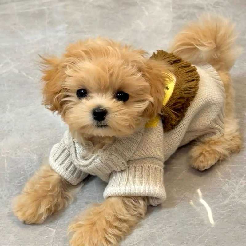 狗衣服宠物猫咪春季泰迪比熊小型