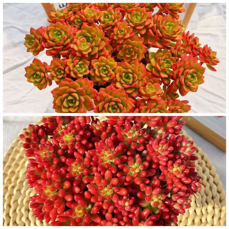 虹之玉锦多肉植物肉肉易爆盆群生多头办公室盆栽花卉绿植防辐射