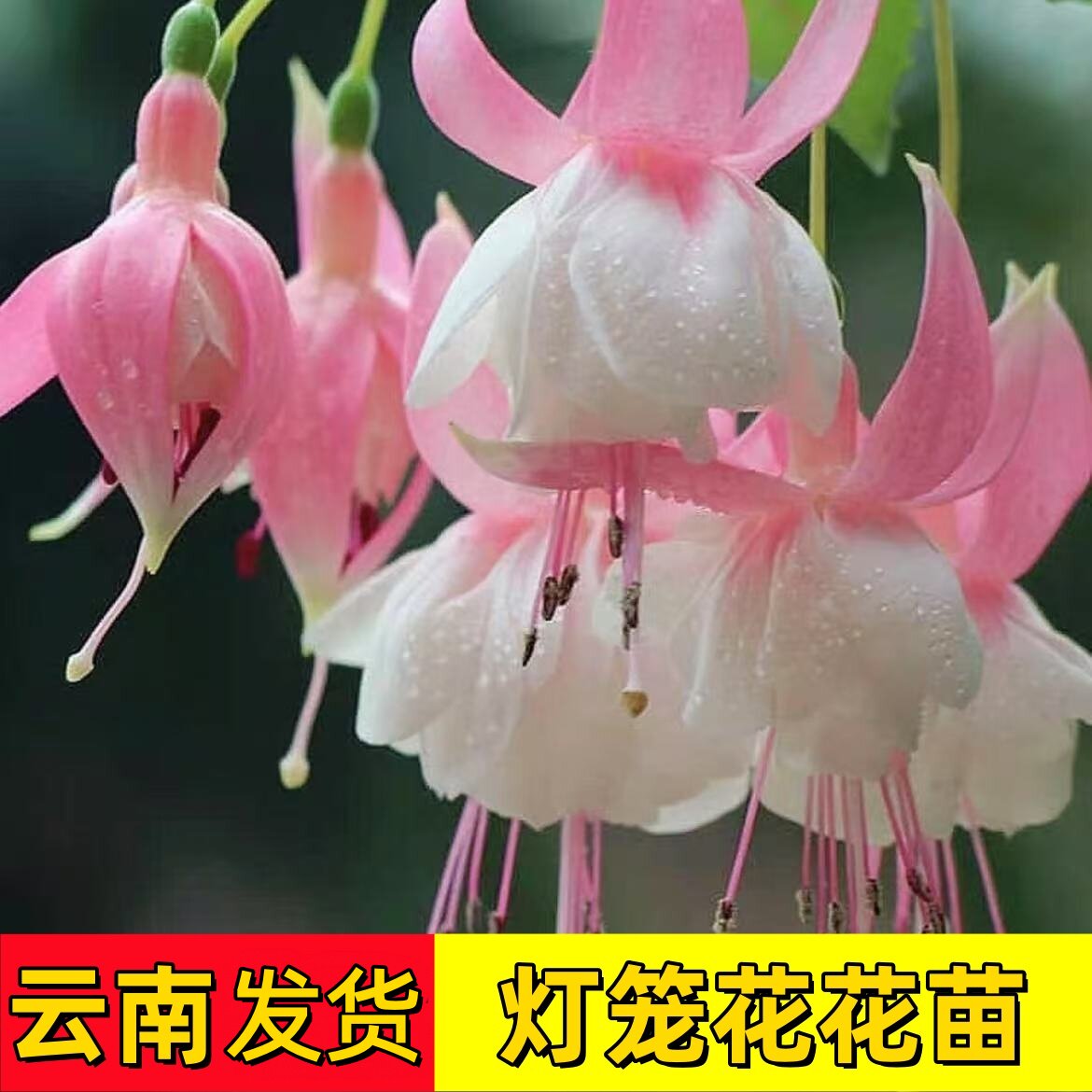 云南发货倒挂金钟花苗盆栽室内外灯笼花重瓣花苗耐寒耐热绿植多季