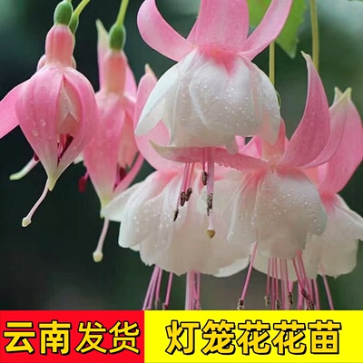 云南发货倒挂金钟花苗盆栽室内外灯笼花重瓣花苗耐寒耐热绿植多季
