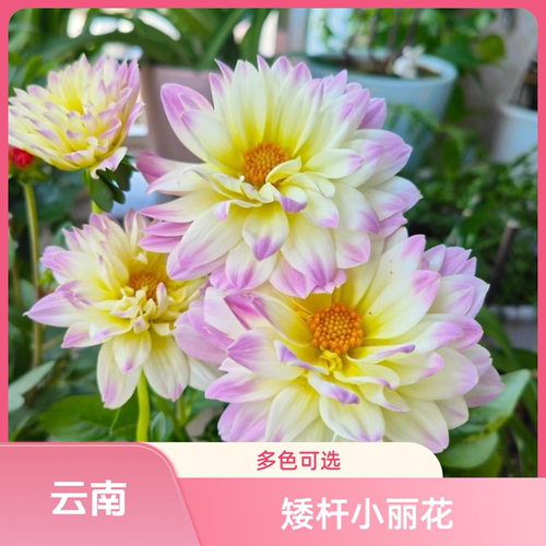 云南矮杆大丽花花苗花期好种多年生鲜活活力满满庭院阳台植物