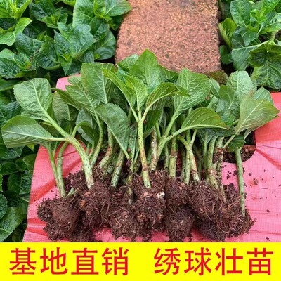 云南绣球花苗基地阳台庭院无尽夏八仙花盆栽地栽耐寒花期好种