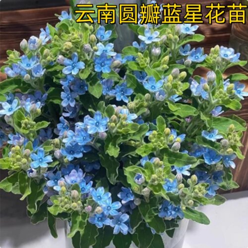 云南圆瓣蓝星花苗室内盆栽室外地栽观赏花卉植物穴盘发货耐热耐寒