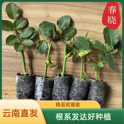 云南玫瑰花苗月季小苗花期好种大花室内庭院灌木盆栽花卉扦插种苗