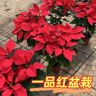 云南一品红盆栽圣诞花年宵花庭院阳台植物花卉室内室外好看好养