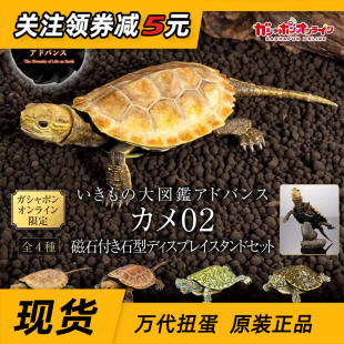 现货 万代扭蛋 生物大图鉴 龟02 巴西龟锦龟火焰龟乌龟 摆件