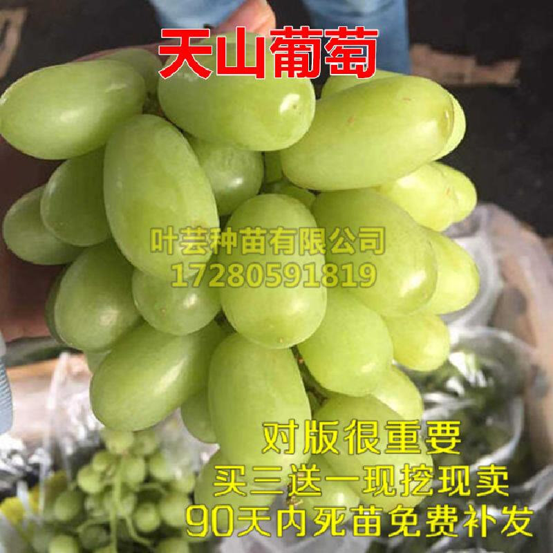 世界上果粒超大的葡萄天山葡萄苗天晴葡萄树大如鸡蛋味甜如蜜