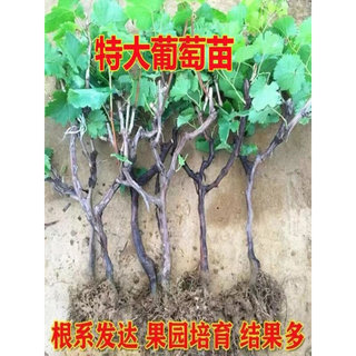 葡萄树苗阳光玫瑰蓝宝石盆栽地栽庭院爬藤南方北方种植巨峰无籽苗