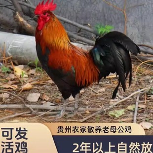 (活鸡发货)贵州农村散养鸡土跑山鸡鸡本鸡月子鸡大公鸡绿色好吃