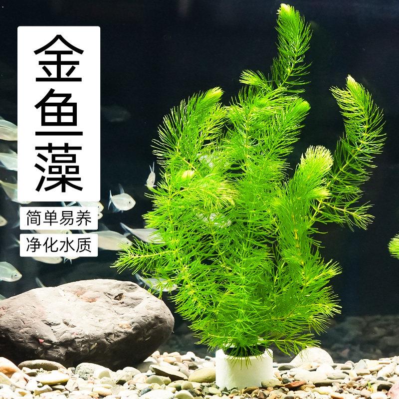 鱼缸里面的装饰品仿真水草水族造景假水草柔软水草花塑料水草绿色