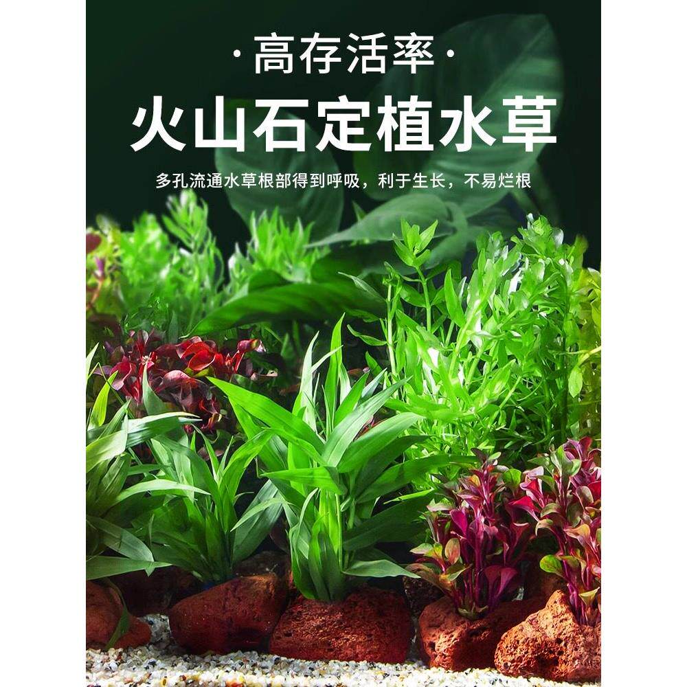 鱼缸里面的装饰品仿真水草水族造景假水草柔软水草花塑料水草绿色