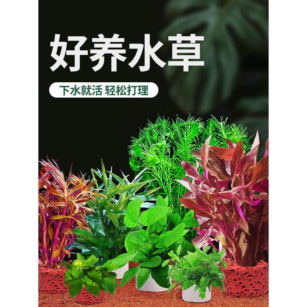 鱼缸水草植物真草造景套餐全套阴性水草绿植装饰蜈蚣草水榕水草