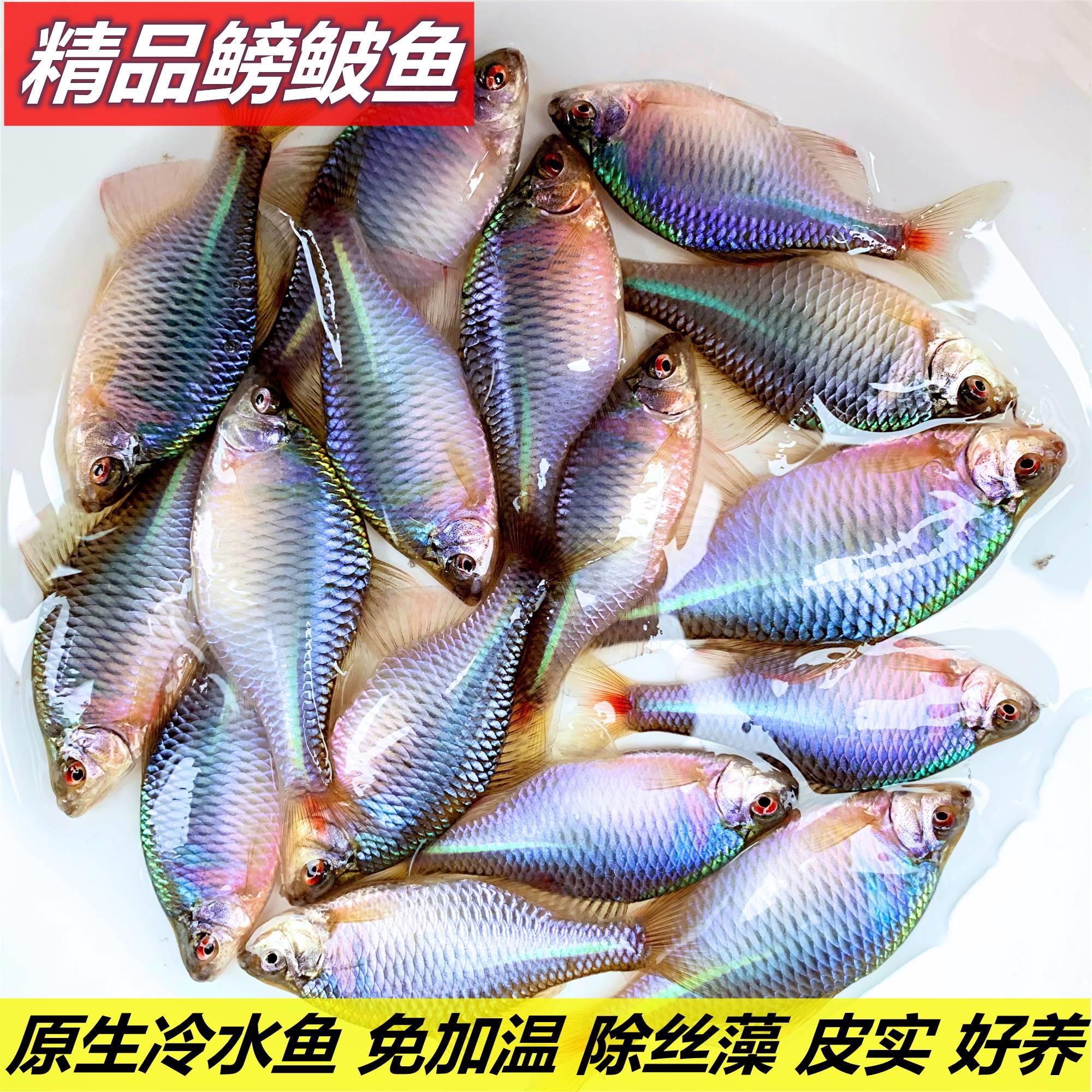 鳑鲏鱼七彩吃绿藻的鱼旁皮鱼鳑鲏高体淡水原生鱼溪流冷水观赏鱼