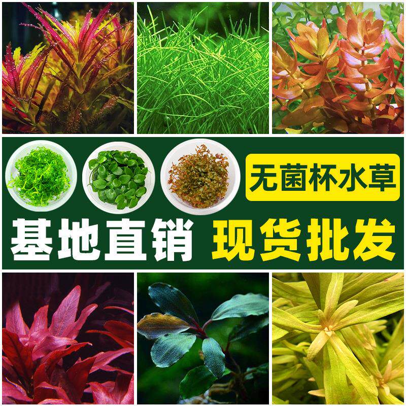 水草植物鱼缸水草造景活净水真草水榕草缸绿植阴性蜈蚣草鱼草新手