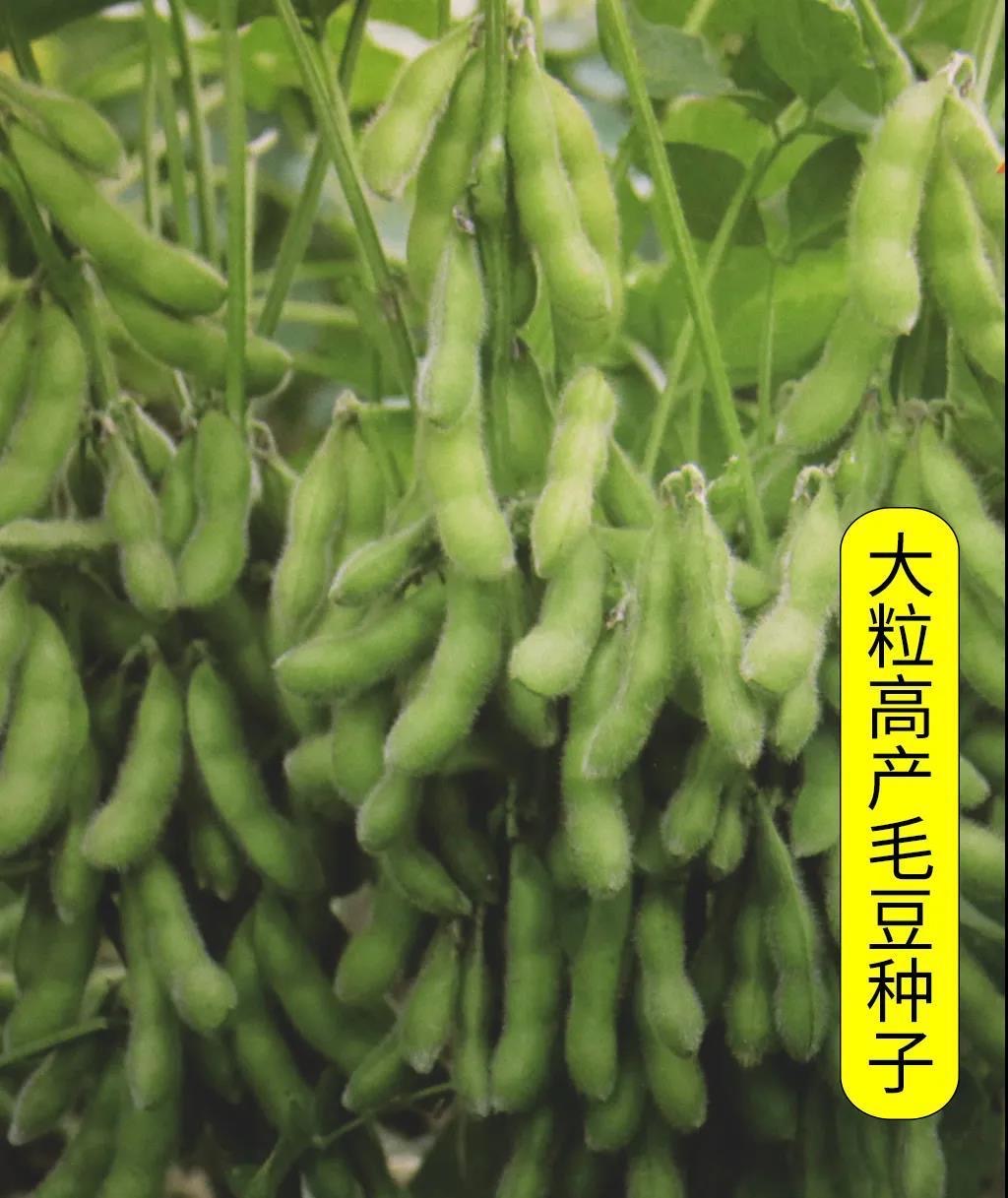 春夏毛豆种子日本青黄豆大种籽鲜食高产农家四季播种早熟蔬菜种子