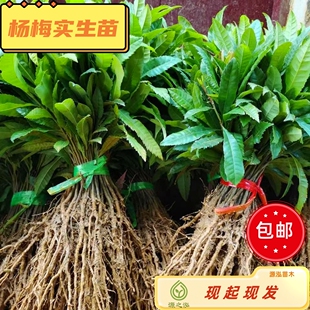 苗木耐热杨梅苗杨梅砧木苗杨梅实生苗杨梅直生苗常绿适宜生长