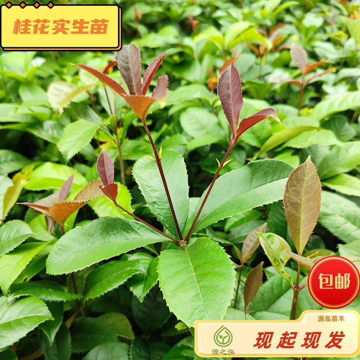 桂花树苗源之泓苗木实生苗