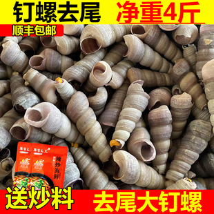钉螺鲜活去尾大号海螺锥螺4斤捞汁小海鲜麻辣钉螺新鲜水产商用