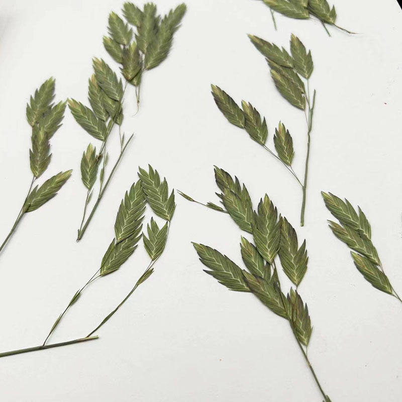 带枝多头小盼草 天然干花压花植物标本相框书签滴胶手机壳DIY押花,鲜花速递/花卉仿真/绿植园艺,干花,淘宝优惠券,粉丝福利购,淘宝优惠卷