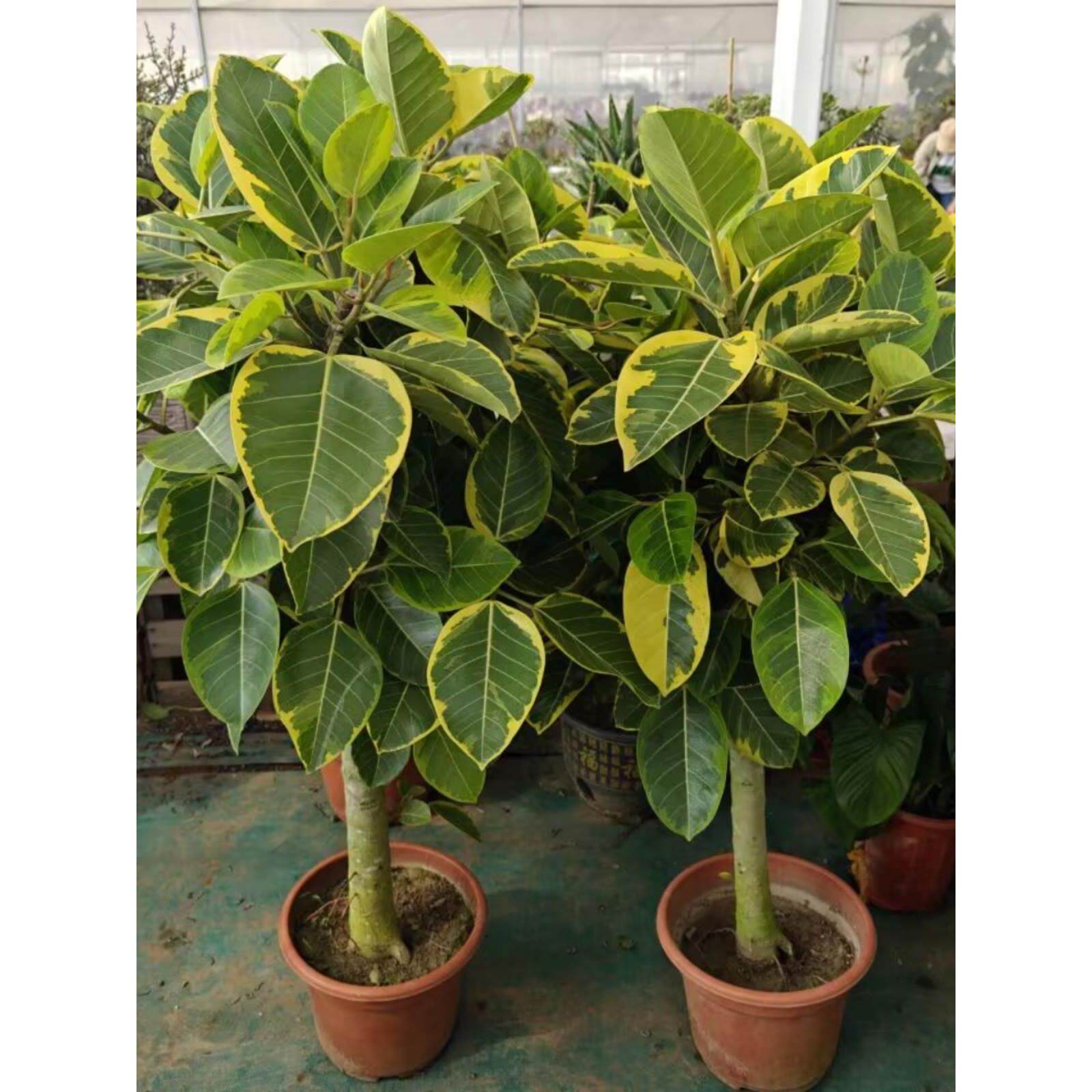 黄金榕富贵榕大型办公室绿植盆栽美观大气室内造景北欧风易养活