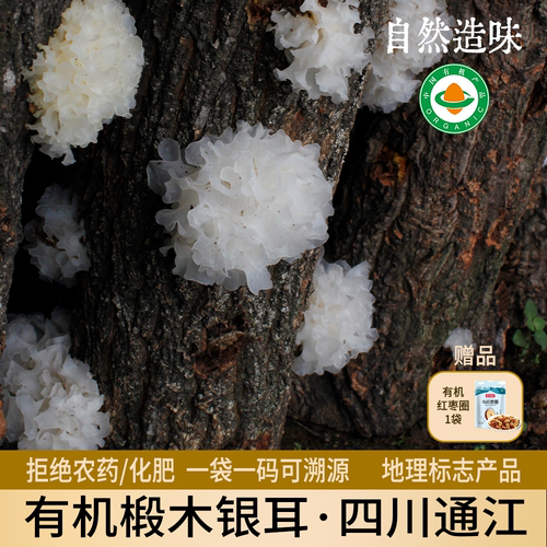 通江产有机认证天然无硫椴木银耳