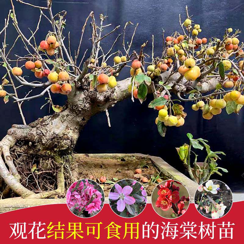 重瓣四季西府海棠花树苗盆栽庭院观赏绿化植物开花不断花卉盆景.