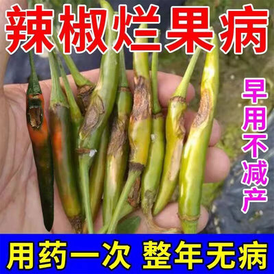 辣椒病全治辣椒专用炭疽病溃疡病软腐病烂果药花皮病防腐烂特效